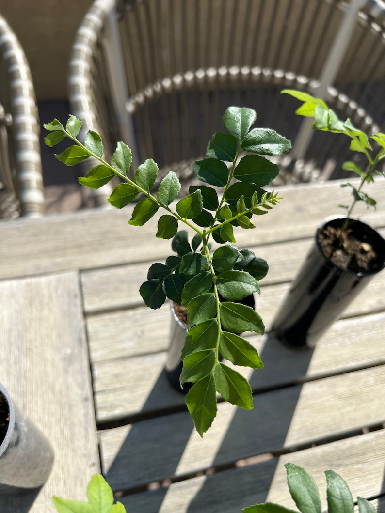 Op de afbeelding: Een close-up van een kleine plant met heldergroene bladeren. De plant staat in een zwarte pot op een houten tafel. De bladeren zijn glanzend en hebben een duidelijke vorm. De foto is gemaakt in natuurlijk zonlicht.