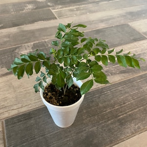 Op de afbeelding: Een kleine groene plant met meerdere stengels en bladeren, geplant in een witte piepschuimbeker. De plant staat tegen een achtergrond van grijze en bruine houten vloeren.