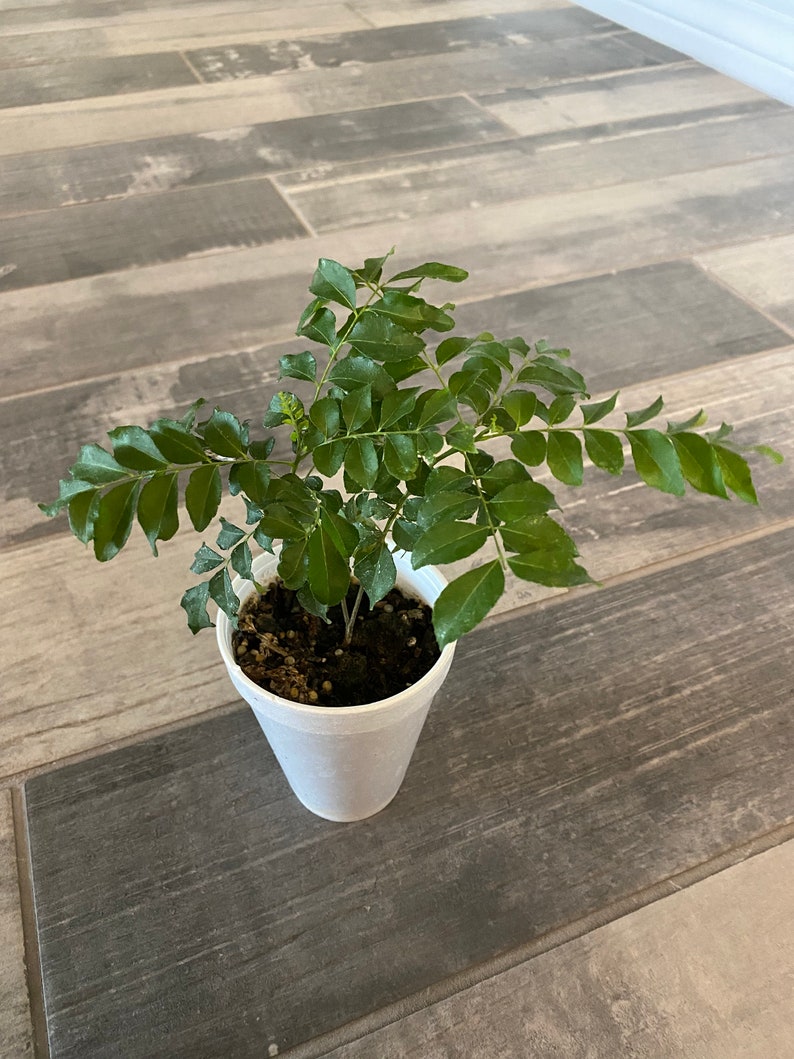 Op de afbeelding: Een kleine groene plant met meerdere stengels en bladeren, geplant in een witte piepschuimbeker. De plant staat tegen een achtergrond van grijze en bruine houten vloeren.
