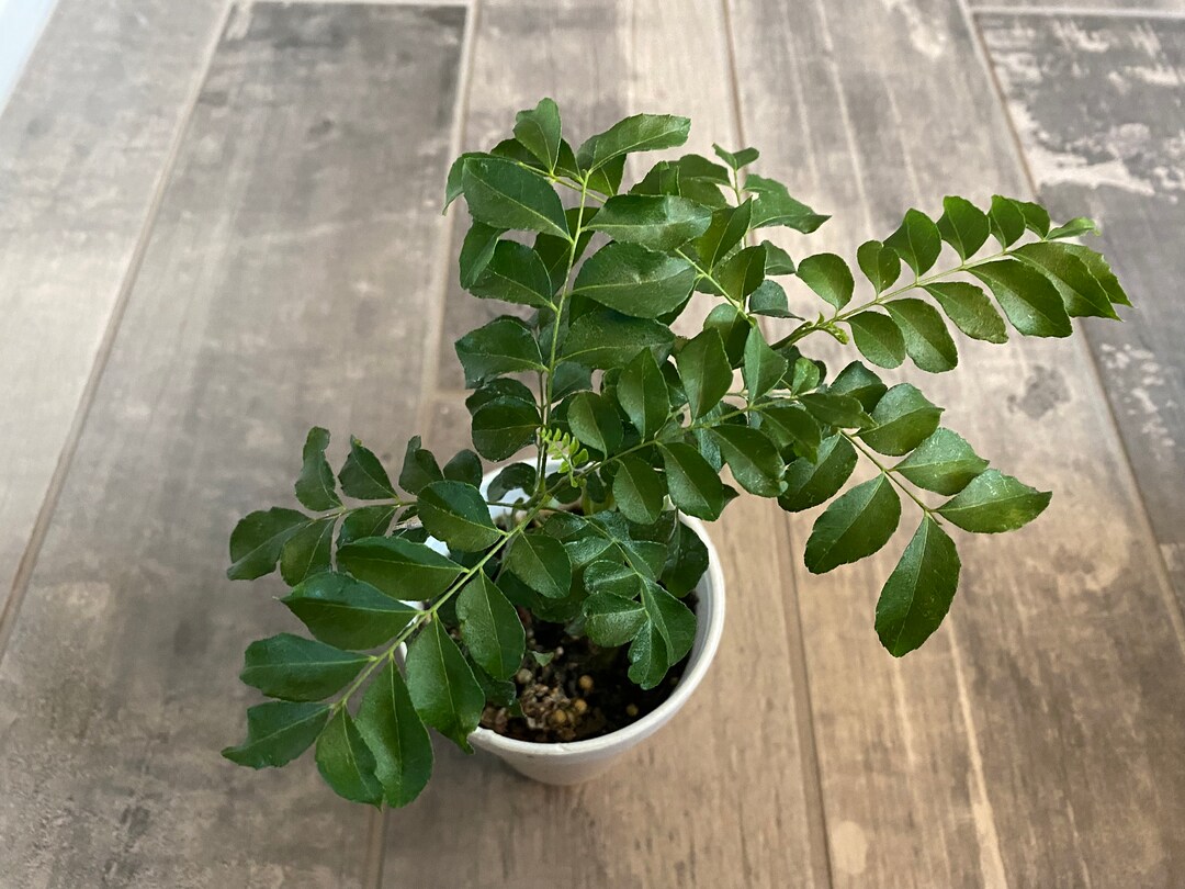 Large Healthy Curry Leaf Plants 6 Inches, 23 Day Arrival From Arizona