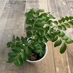 Large Healthy Curry Leaf Plants 6 Inches, 2-3 Day Arrival from Arizona. Fast Shipping!
