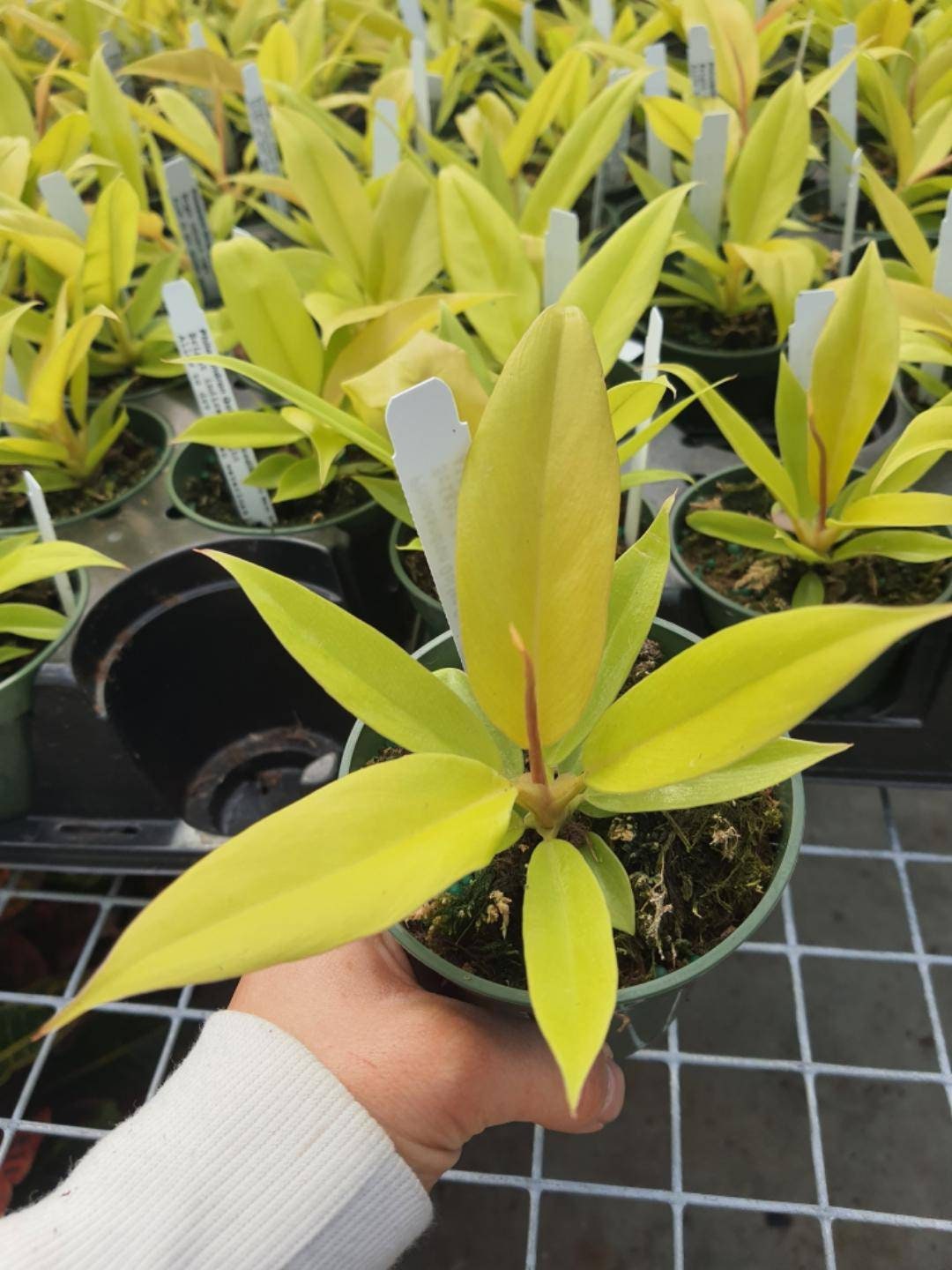 Philodendron Golden Crocodile House Plant Rare Plant - Etsy