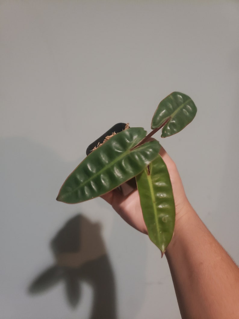 cheapest on wholesale Philodendron Billietae House Plant