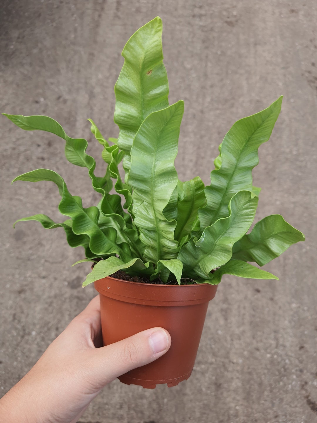 Japanese Asplenium Nidus Fern