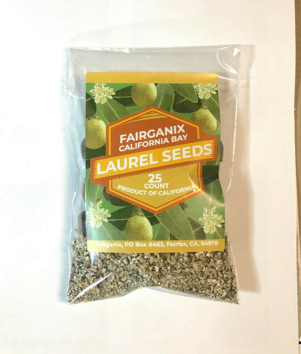3 pack California Bay Laurel Seeds nuts 250 nuts total Etsy