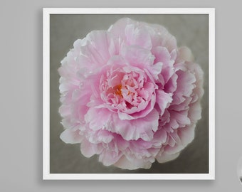 Single Pale Blush Pink Peony Fine Art Photography Square Print, Wall Decor,  All Occasion Gift