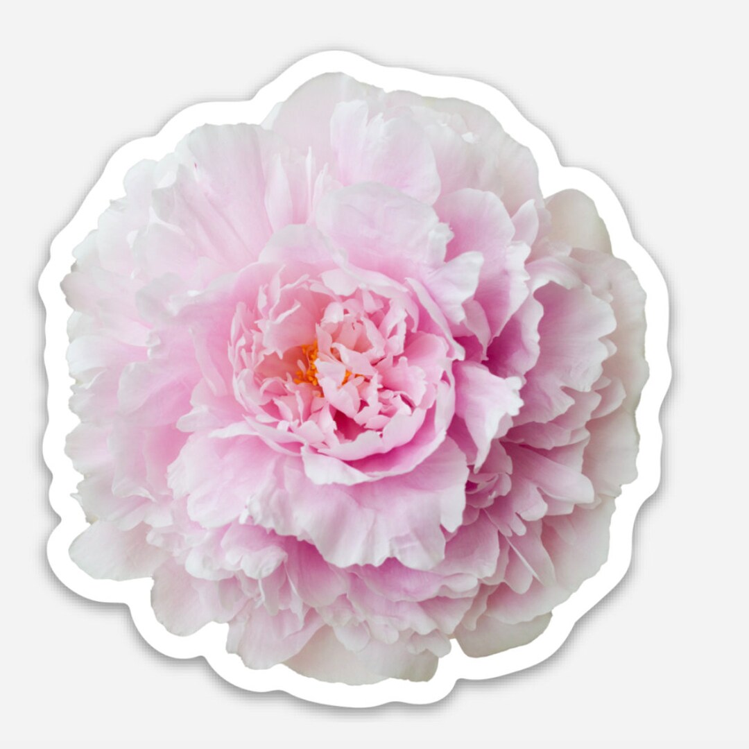 Pale Pink Peony Vinyl Sticker for Teens/tweens/young Adults Small Gift ...