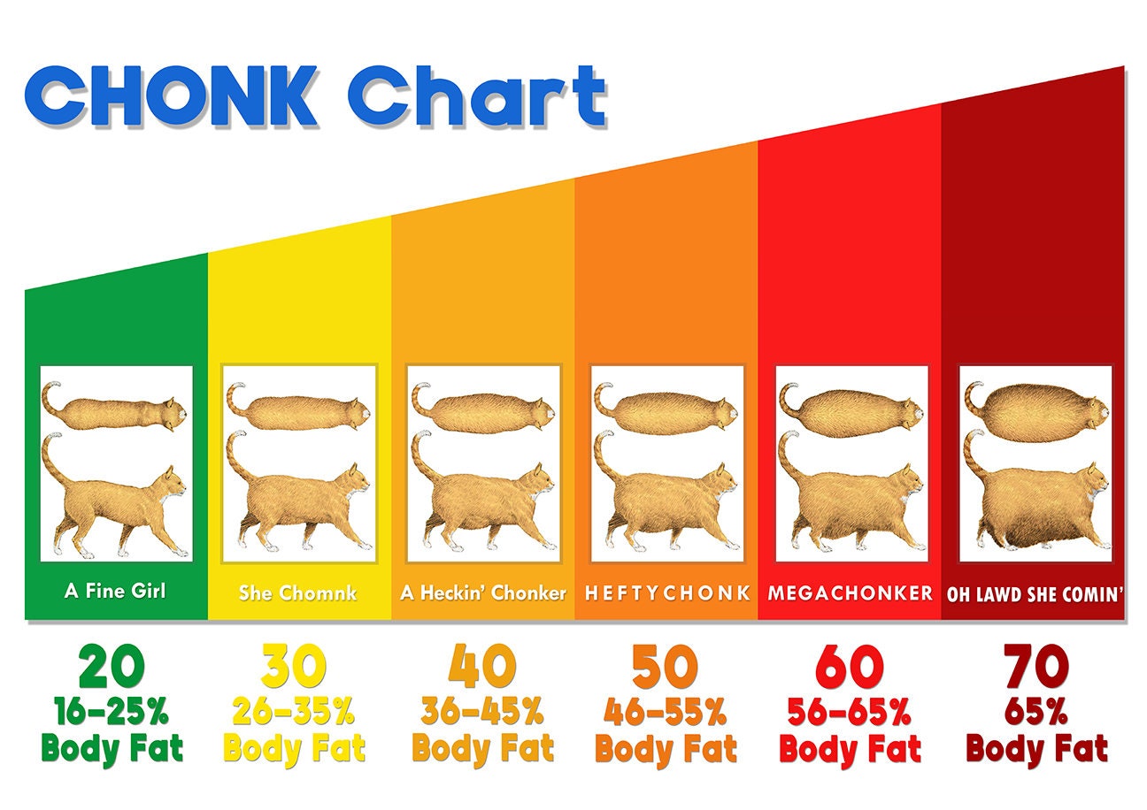 The Chonk Chart (Female) - Cat Weight Gain Poster - Veterinary Wall Art -  Funny and Cute Animals Art Print - Wall Decor