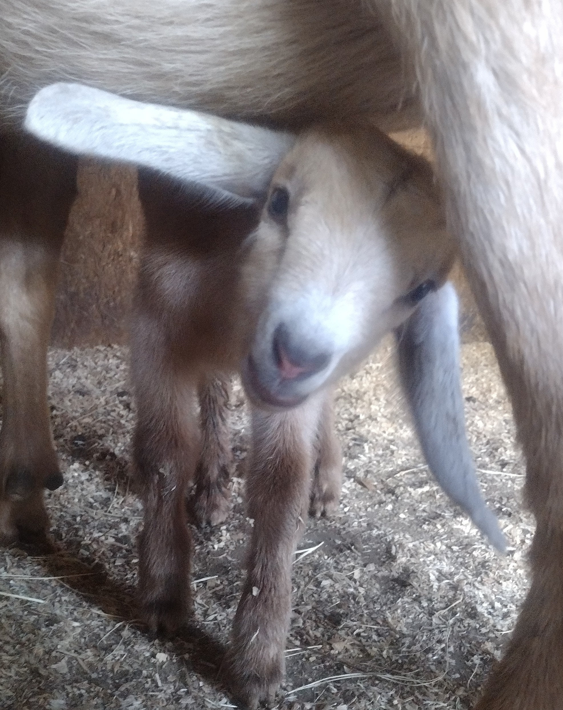 Goat Milk Dog Food Topper