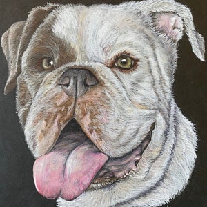 Custom Pet Portrait - Personalized Dog or Cat Drawing in Colored Pencil - Pet Memorial Art - Commission from Photo