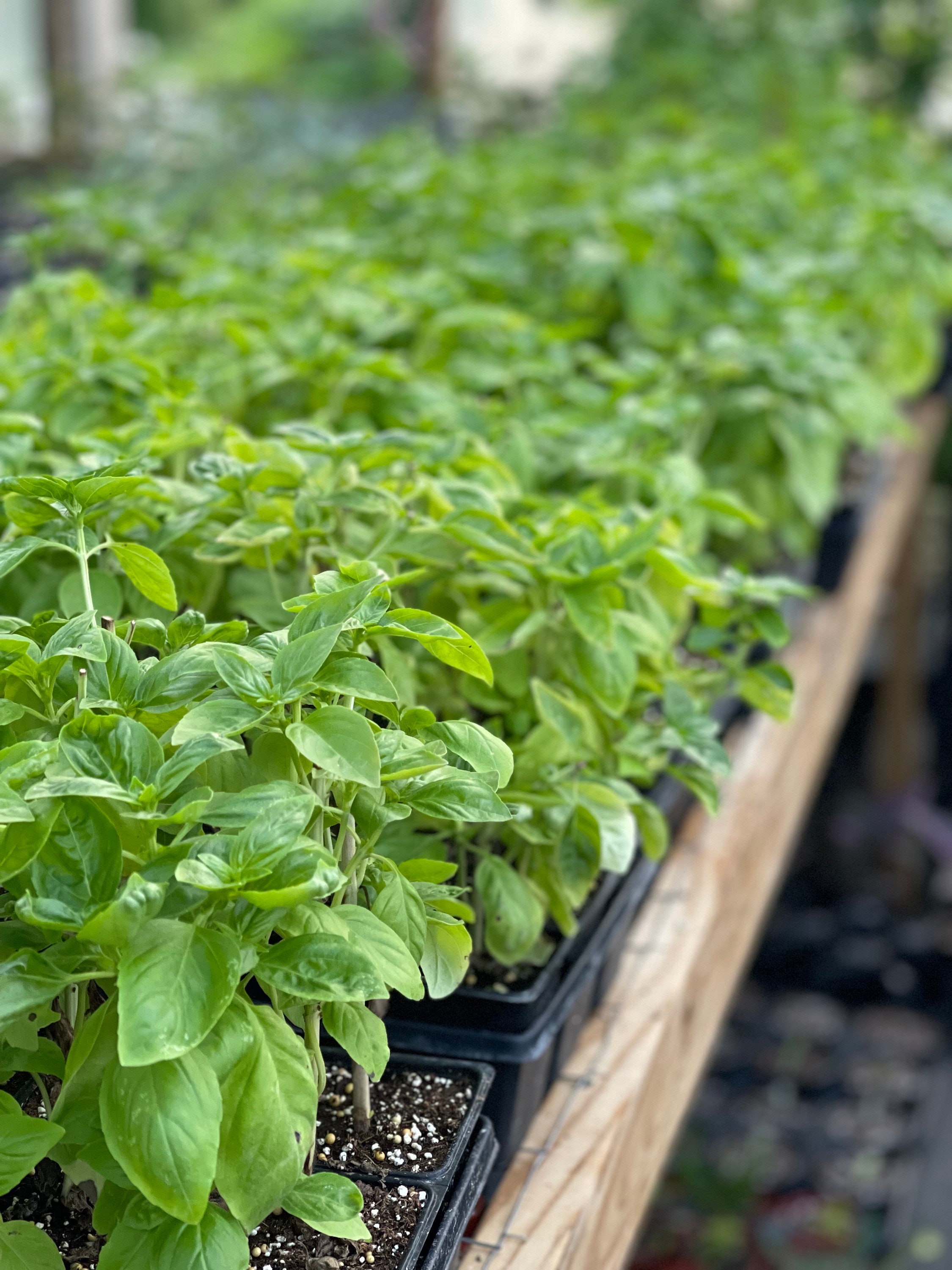 Live Sweet Basil Herb Plant Large 4 Inch Pot Etsy