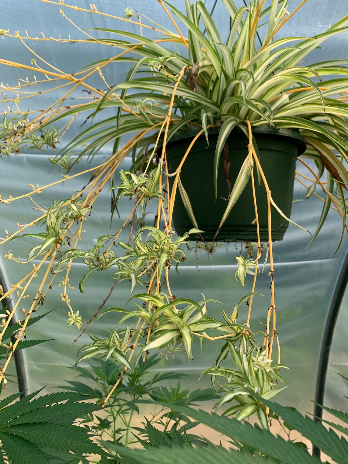 Spider Plant Houseplant 4� pot live plant Etsy