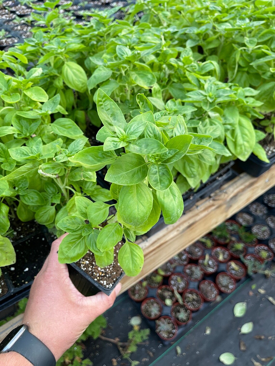 Live Sweet Basil Herb Plant Large 4 Inch Pot Etsy