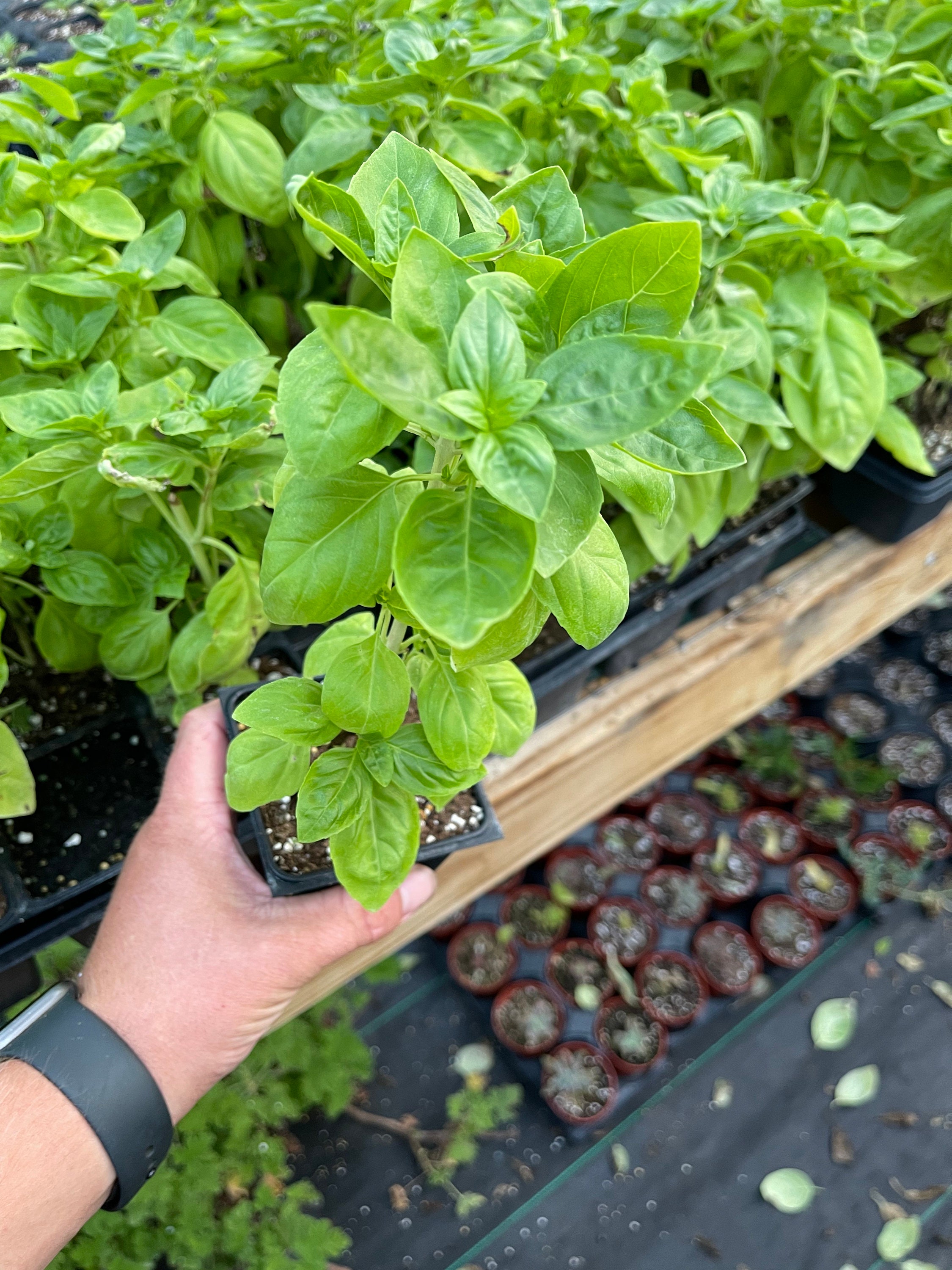Live Sweet Basil Herb Plant Large 4 Inch Pot Etsy