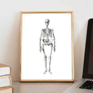 Skeleton Print | Skeleton Art Print | Human Skeleton Poster | Anatomy Poster | Anatomy Wall Art | Skeleton Drawing | Medical Gift
