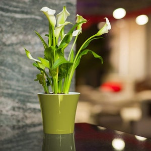 May include: A green plastic planter with a white calla lily plant. The plant has several white flowers and green leaves. The planter has the word "Santic" printed on the side.
