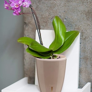 DecoPots - Self-Watering Orchids Flower Pot 5.5 inch - Wicking Pot for Flowers