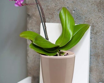May include: A pink orchid plant in a brown self-watering pot on a white shelf. The pot has the word "Lechuza" printed on the side.