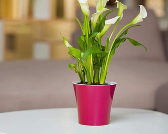 May include: A potted white calla lily plant with green leaves in a bright pink pot. The plant is sitting on a white table.