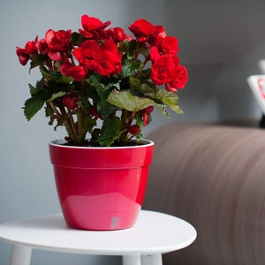May include: A red pot with a red begonia plant with bright red flowers. The plant is sitting on a white table.