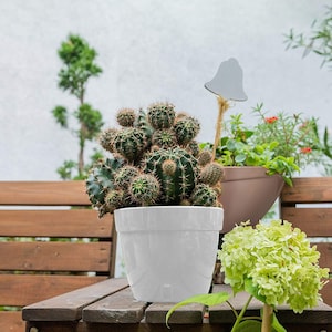 May include: A white ceramic planter with a cactus plant. The cactus is green and has many spines. The planter is sitting on a wooden table with a white bell-shaped tag.