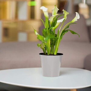 May include: A white Calla Lily plant in a gray pot with a black rim. The plant is on a white table.