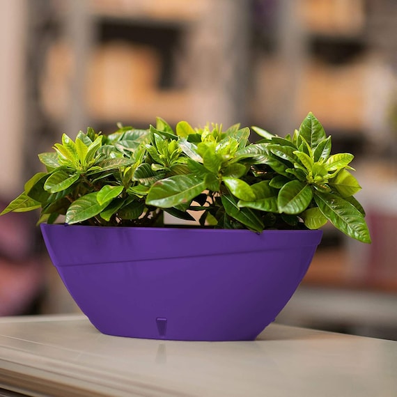 Self Watering Planter - Oval Shape 13.5 Inch X 5.1 Inch High - Indoor Flower  Pot for All House Plants, Flowers, Orchids - Etsy