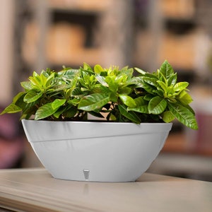 May include: A white oval planter with a green leafy plant inside. The planter has a drainage hole in the bottom.
