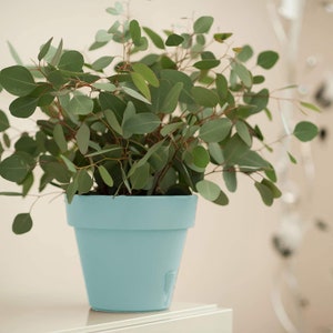 May include: A potted eucalyptus plant with green leaves in a light blue ceramic pot. The pot is sitting on a white surface.