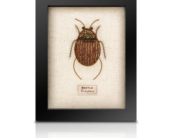 Beaded Fat Beetle