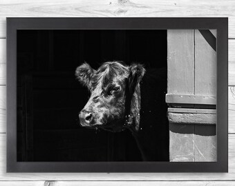 Animal Wall Art- Black and White Cow - Nature Photography Artwork Print