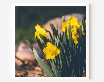 Spring Wall Art - Yellow Daffodils - Nature Photography Artwork - Paper Print