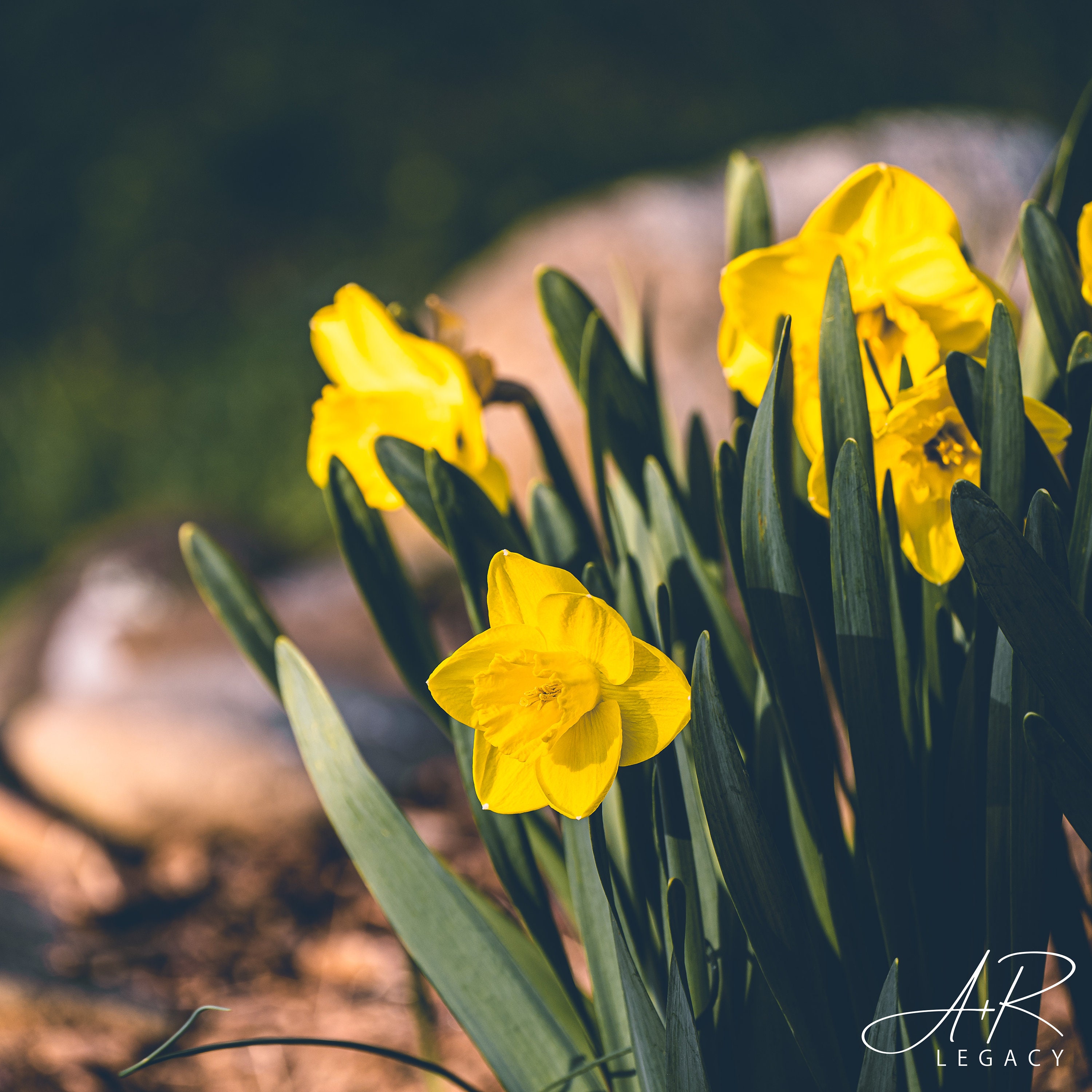 Four Seasons Set - Photography Artwork - Spring, Summer, Fall, Winter ...