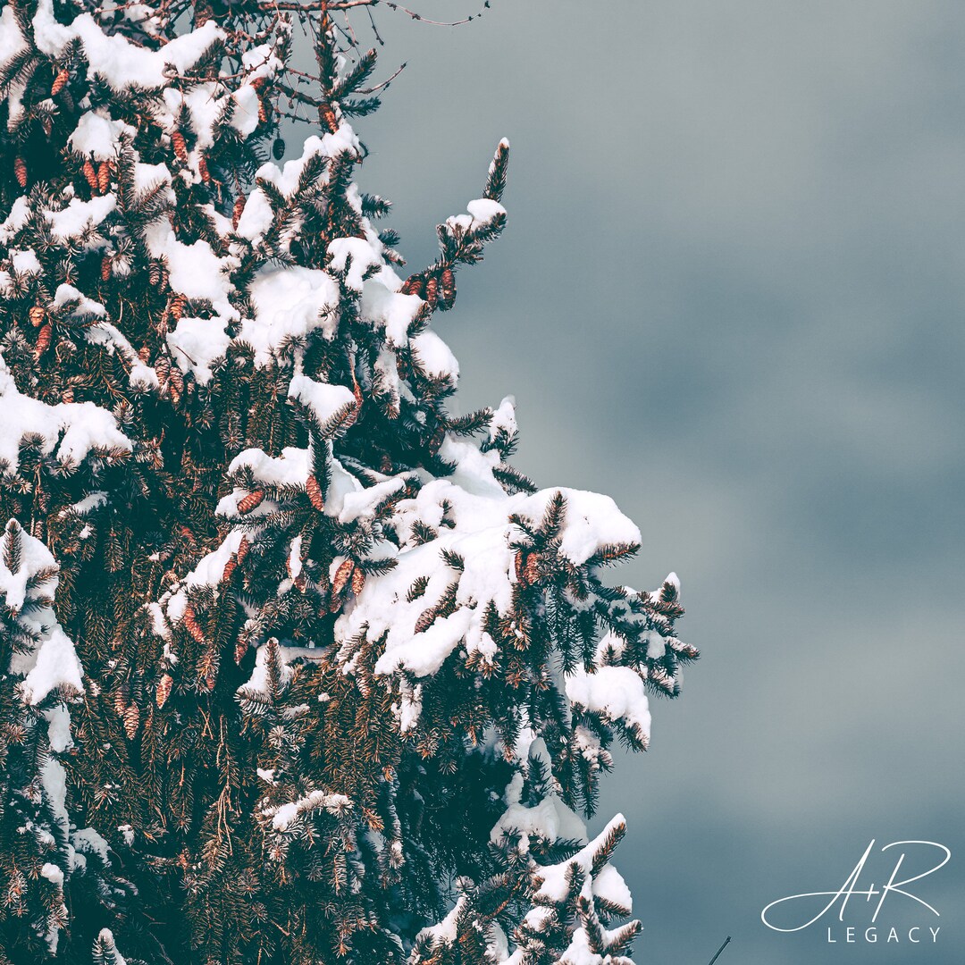 Four Seasons Set - Photography Artwork - Spring, Summer, Fall, Winter ...