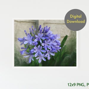 Print - Agapanthus - Printable - Digital Print