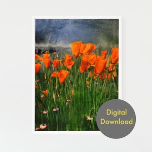 Druck - Wilde Mohnblumen - Druckbar - Digitaldruck