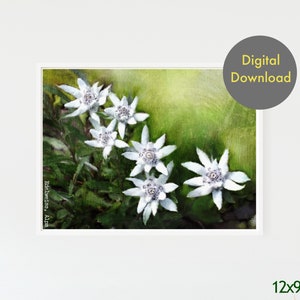Print - Edelweiss Flowers - Printable - Digital Print