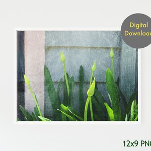 Print - Agapanthus - Printable - Digital Print