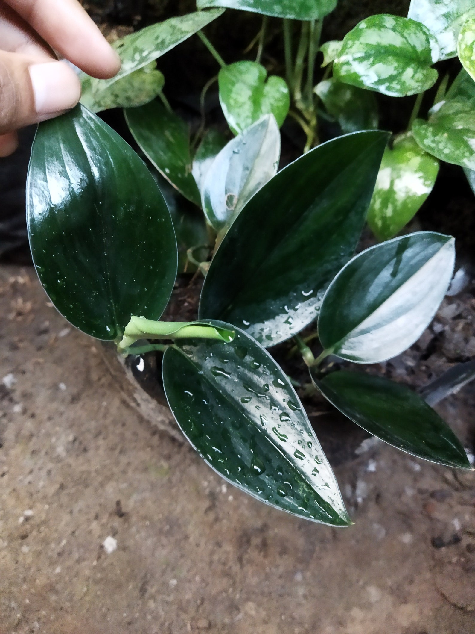 Scindapsus Treubii Dark Form Plants Etsy