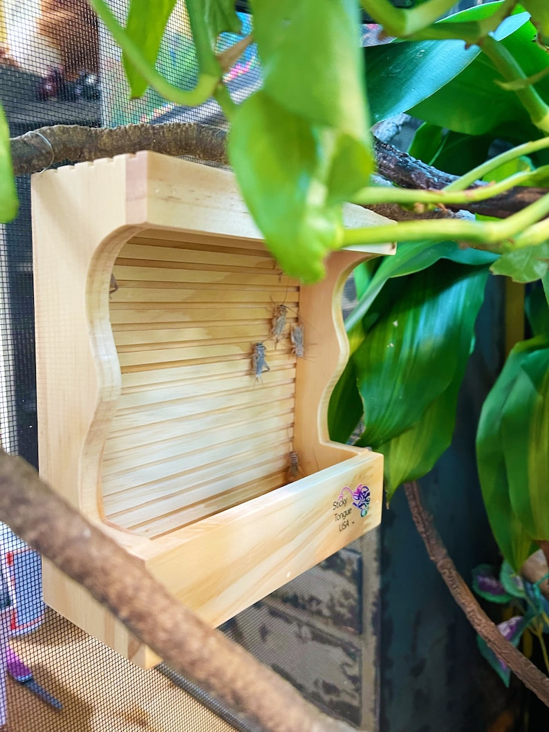 Image showcasing Natural Wood Chameleon Cricket Feeder Small - Sticky Tongue USA, Eco ...