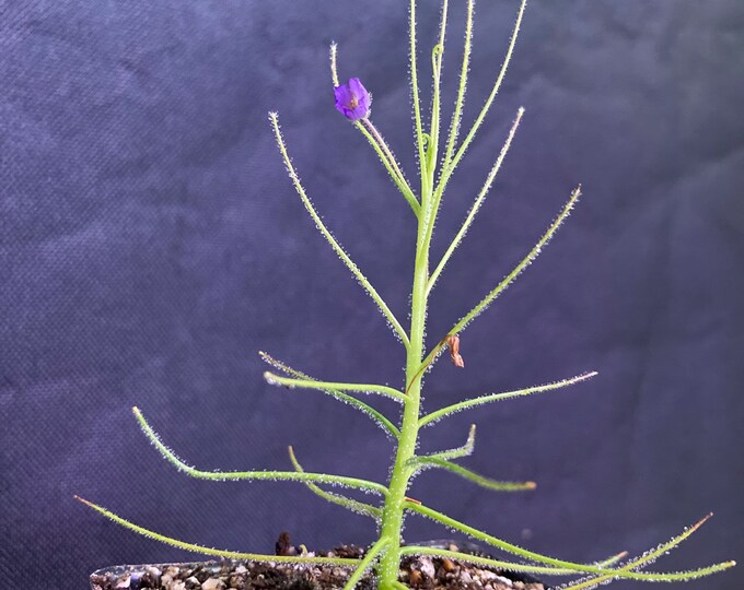 Byblis Aquatica Etsy