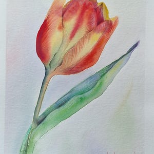 Tulipano giallo-rosso