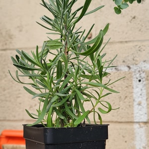 Puede incluir: Una planta de lavanda en maceta con hojas verdes en una maceta de pl&aacute;stico negra. La planta est&aacute; sobre una superficie de madera.