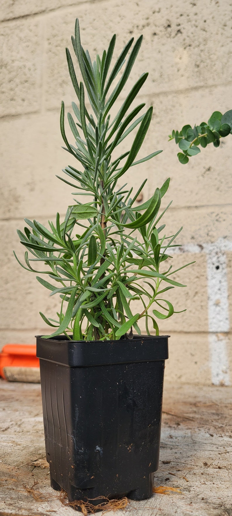Puede incluir: Una planta de lavanda en maceta con hojas verdes en una maceta de pl&aacute;stico negra. La planta est&aacute; sobre una superficie de madera.
