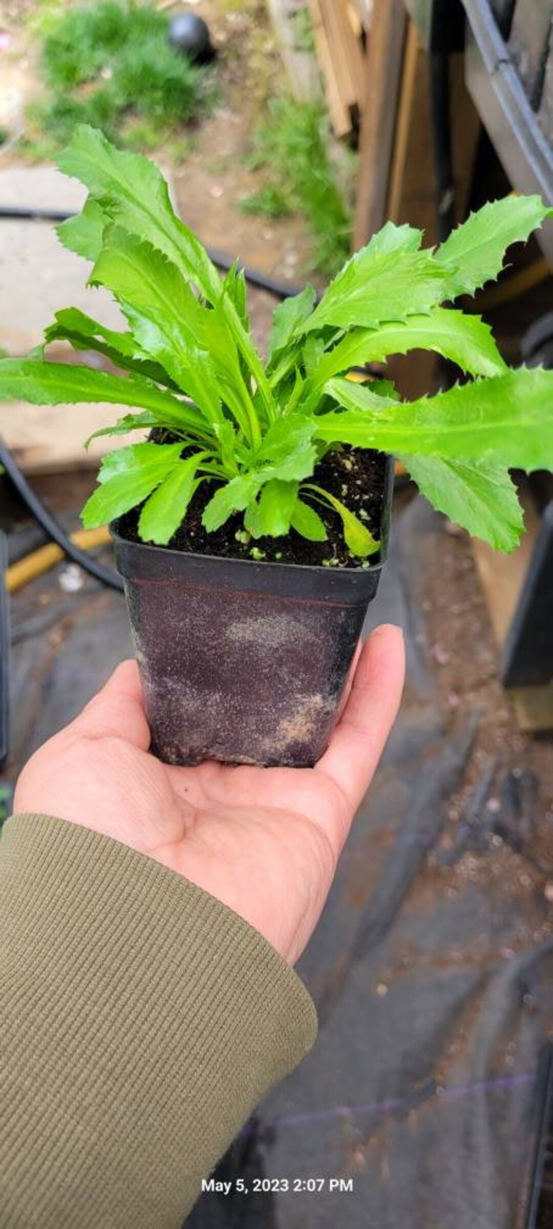 Recao, Culantro, Mexican Coriander, Ngo Gai Herb, Live Plant, Tropical