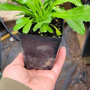 Recao, Culantro, Mexican coriander, Ngo gai herb, live plant, tropical plant, healthy plant. Kitchen herb, garden gift, long coriander