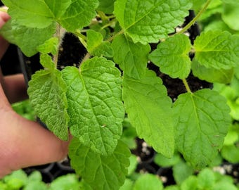 Lemon Balm Mandarina, 4&quot; pot, full healthy plants. garden gifts,