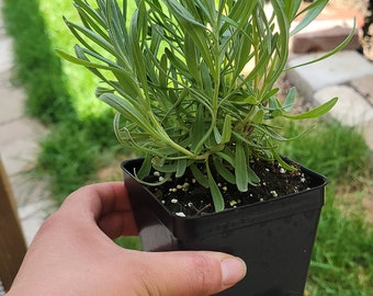 Lavender Provence lavandula x intermedia