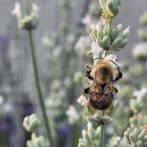 May include: A fuzzy bumblebee with black and yellow stripes rests on a stalk of white lavender flowers. The text GROWGREENY, LLC June 28, 2026 7:17 PM is visible at the top. The bee has translucent wings and is positioned vertically on the plant stem.