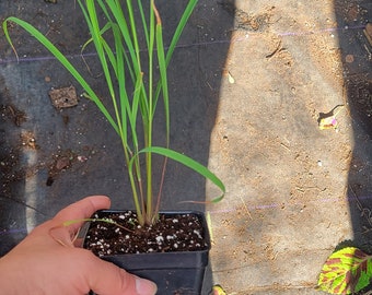 Lemon grass Cymbopogon flexuosus in a 4&quot; pot. Garden gifts